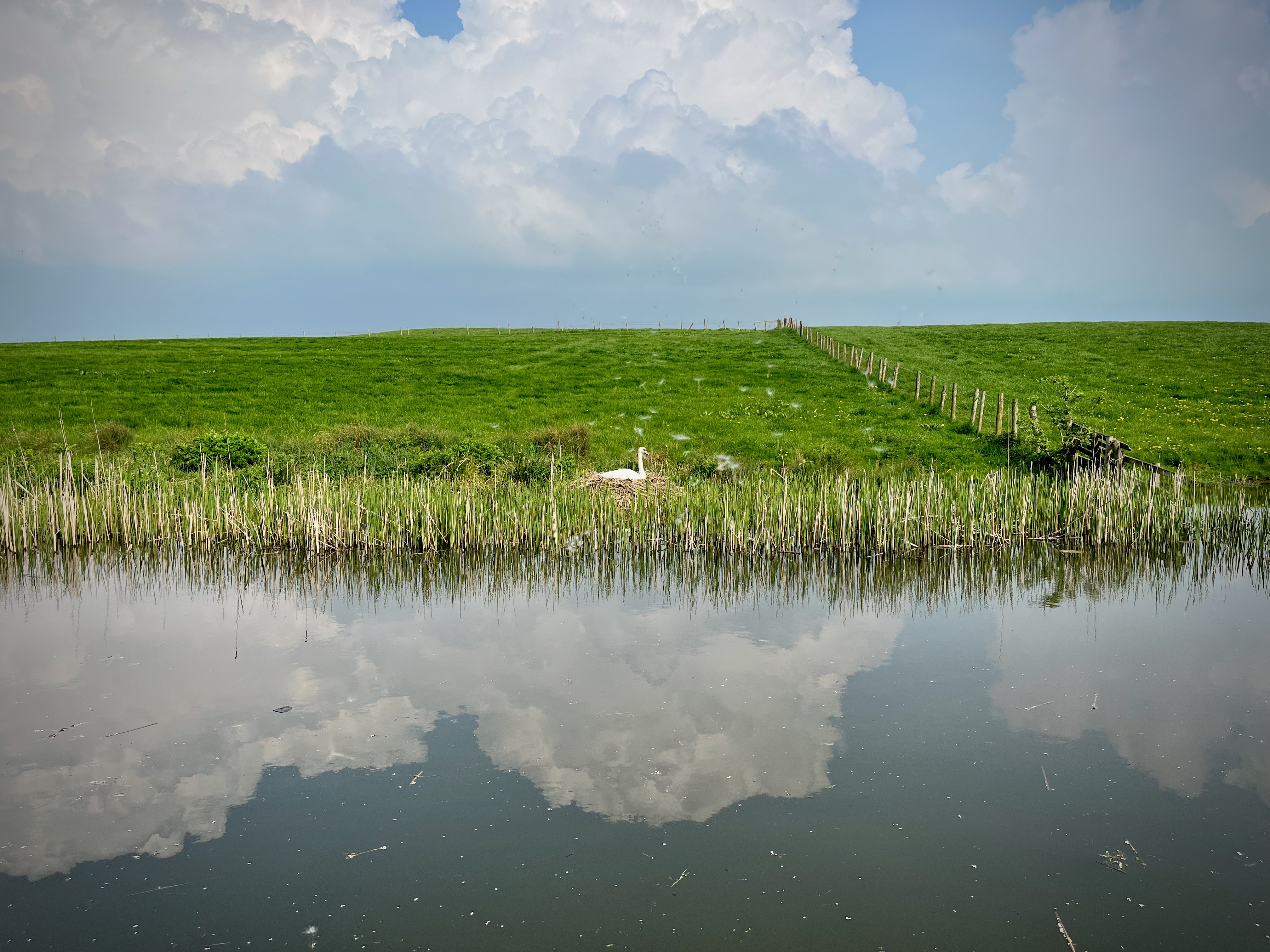 A nesting swan at the side of a canal.