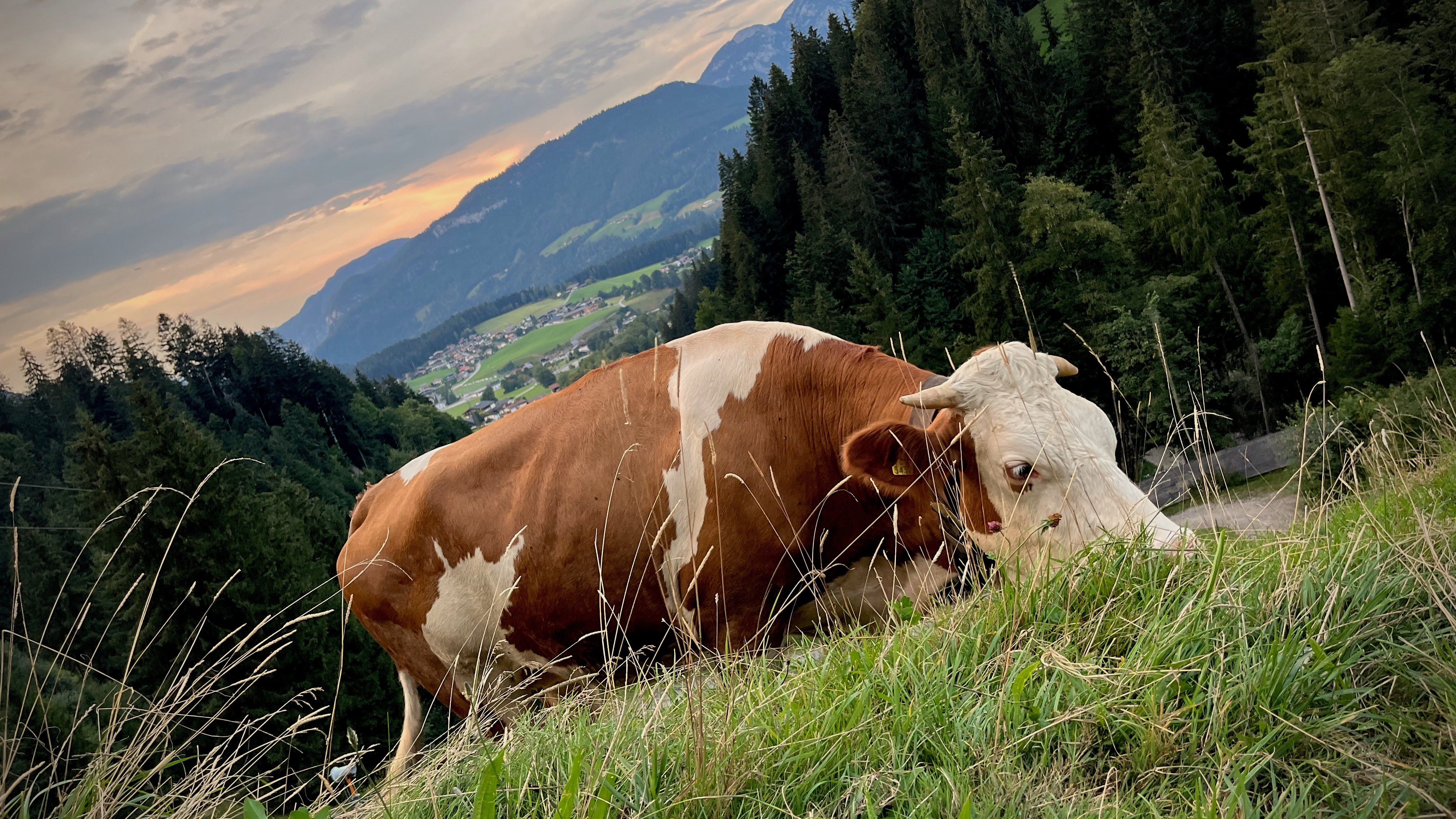 A cow eating grass on the side of a hill with Söll in the background.